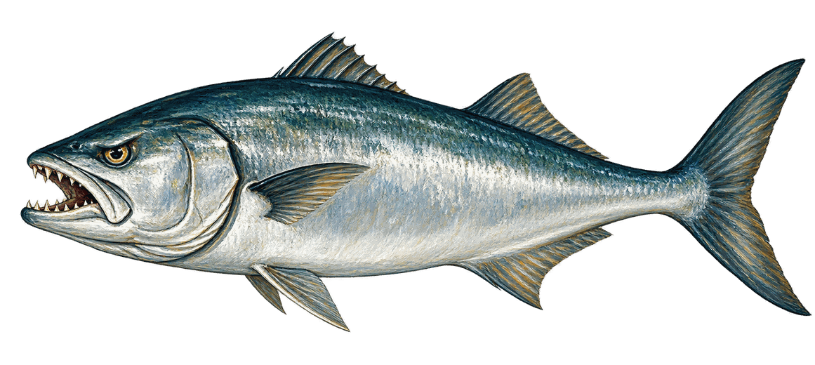 The Chopper, a bluefish with its teeth showing