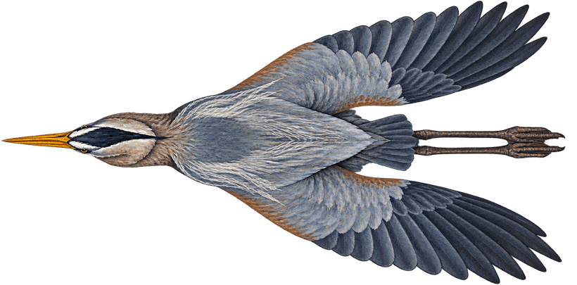 Long Legs Larry gliding, seen from above