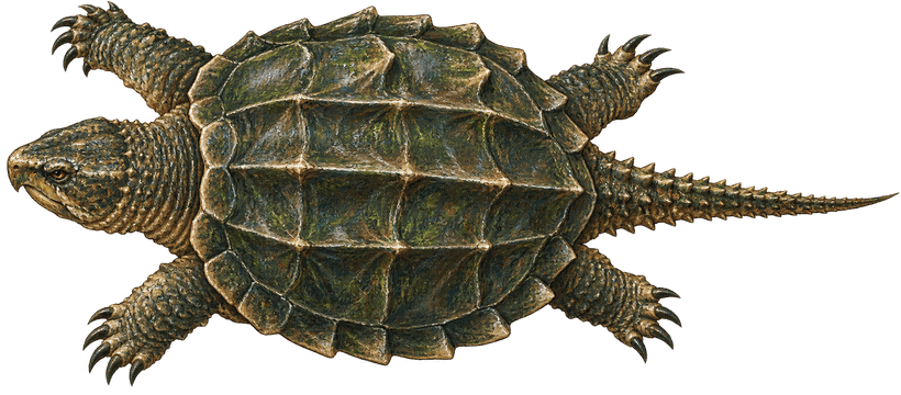 Old Snapper seen from above