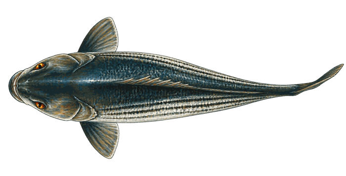 The Bay Bully seen from above